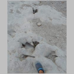 DSCN0959cr-theropod tracks w mud-collasped digits.jpg